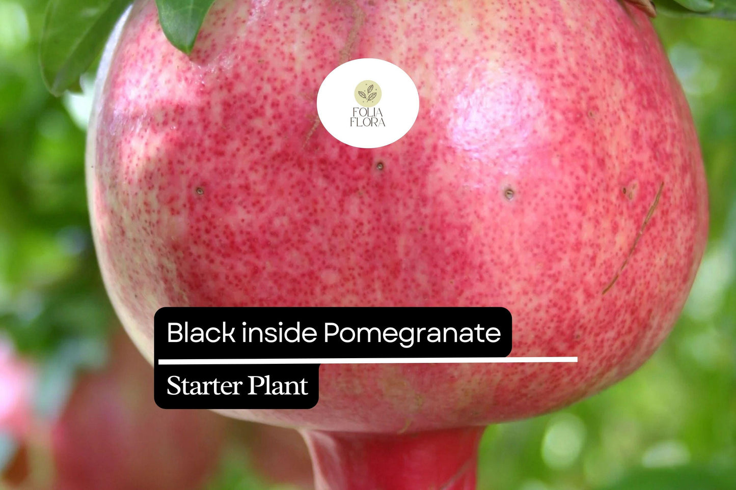 1 Starter Plant Black Inside Pomegranate Tree (Punica granatum) Live Tropical Fruit Tree 10"-24"