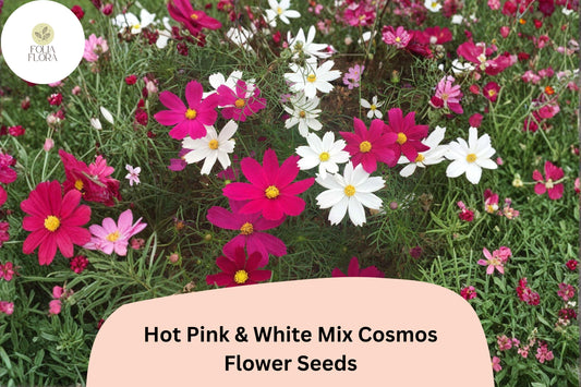 200+ Hot Pink & White Mix Cosmos Seeds | Cosmos Bipinnatus Garden Flower Mix | Bright Summer Bloom Seeds