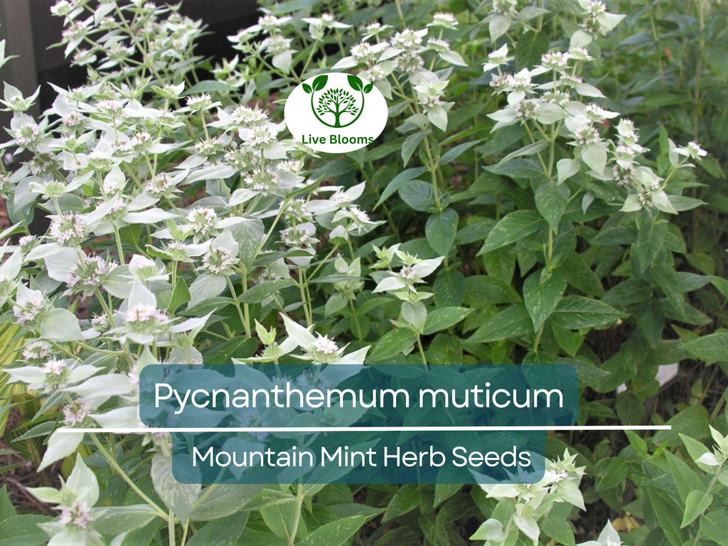 30 mg Seeds Mountain Mint Herb – Pycnanthemum muticum | Aromatic Native Mint for Planting, Culinary & Herb Uses