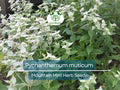 30 mg Seeds Mountain Mint Herb – Pycnanthemum muticum | Aromatic Native Mint for Planting, Culinary & Herb Uses