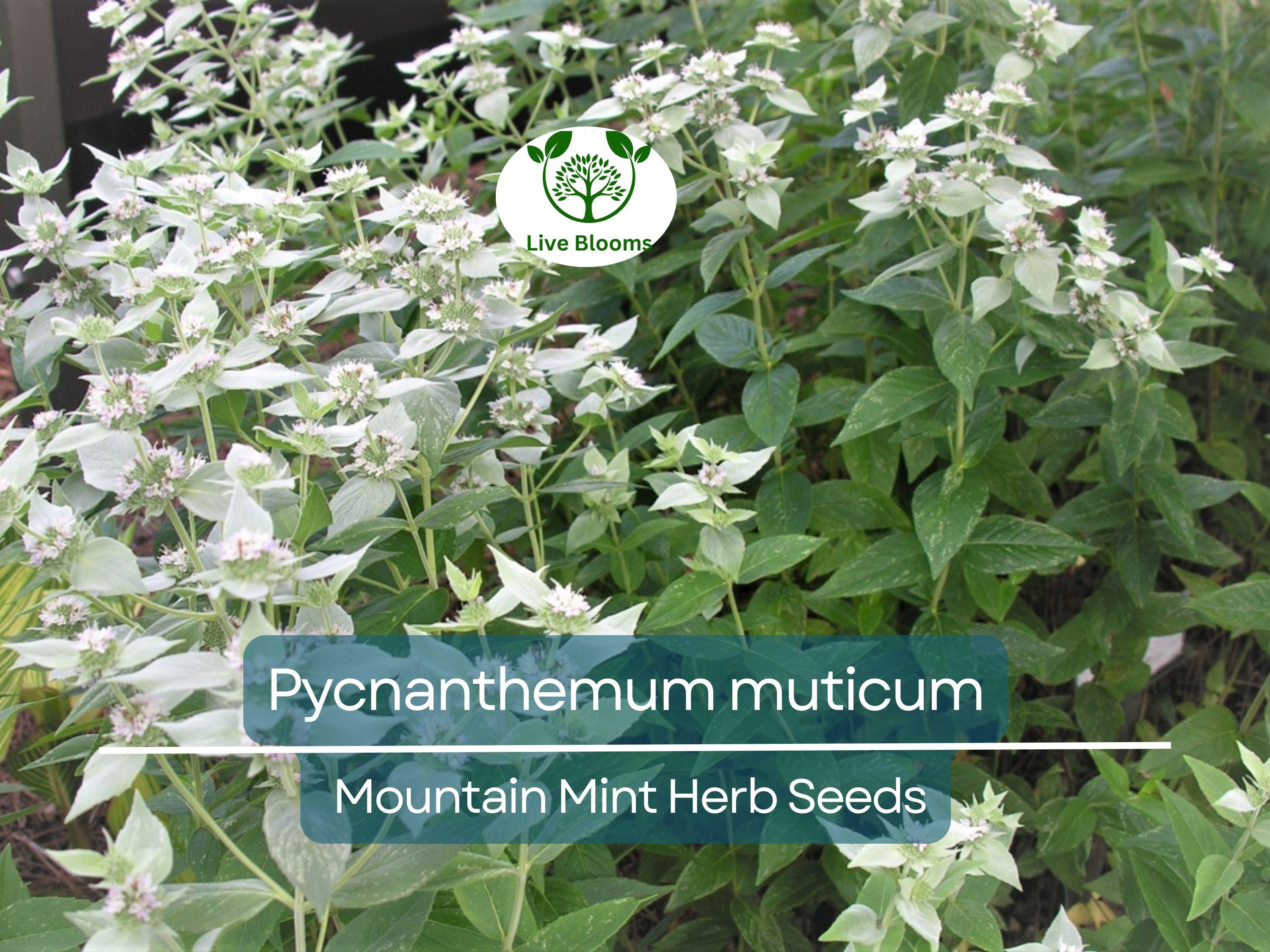 30 mg Seeds Mountain Mint Herb – Pycnanthemum muticum | Aromatic Native Mint for Planting, Culinary & Herb Uses