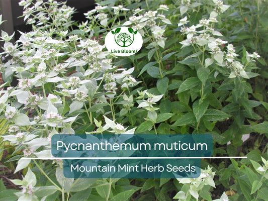30 mg Seeds Mountain Mint Herb – Pycnanthemum muticum | Aromatic Native Mint for Planting, Culinary & Herb Uses