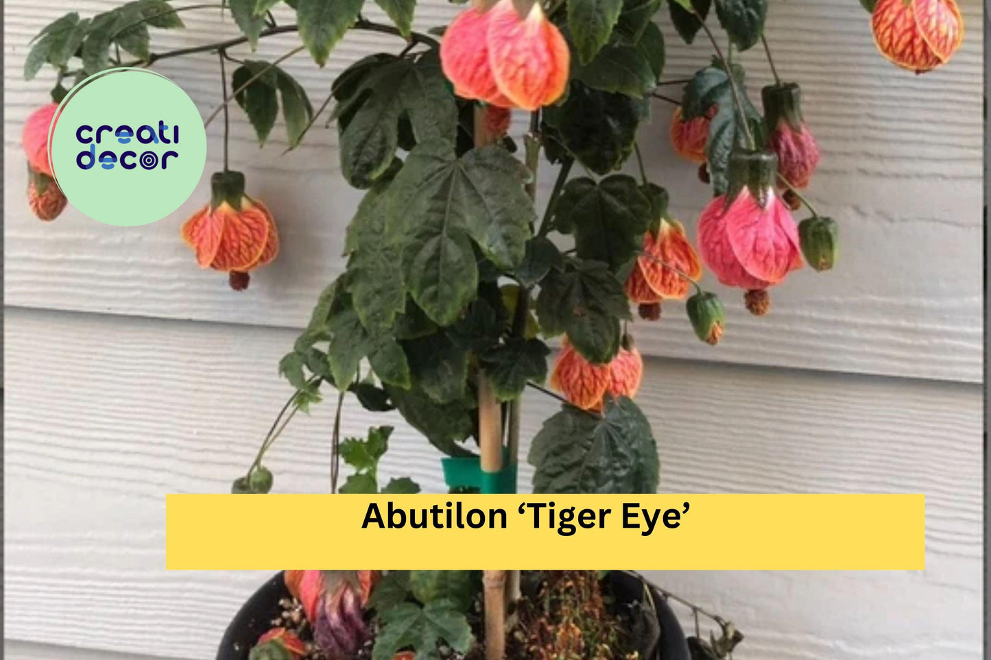 Abutilon ‘Tiger Eye’ | Flowering Maple Live Rooted Starter Plant | Ornamental Shrub with Striking Lantern Blooms