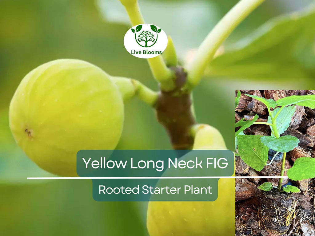 1 Rooted Yellow Long Neck Fig Plant (Ficus auriculata), Rare Fruit Tree, Starter Plant, Easy to Grow, Tropical Fig, for Home Garden & Patios