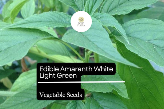 500mg Edible Amaranth Seeds Amaranthus tricolor White Light Green Leaf for Planting | Nutritious Heirloom Vegetable Microgreens