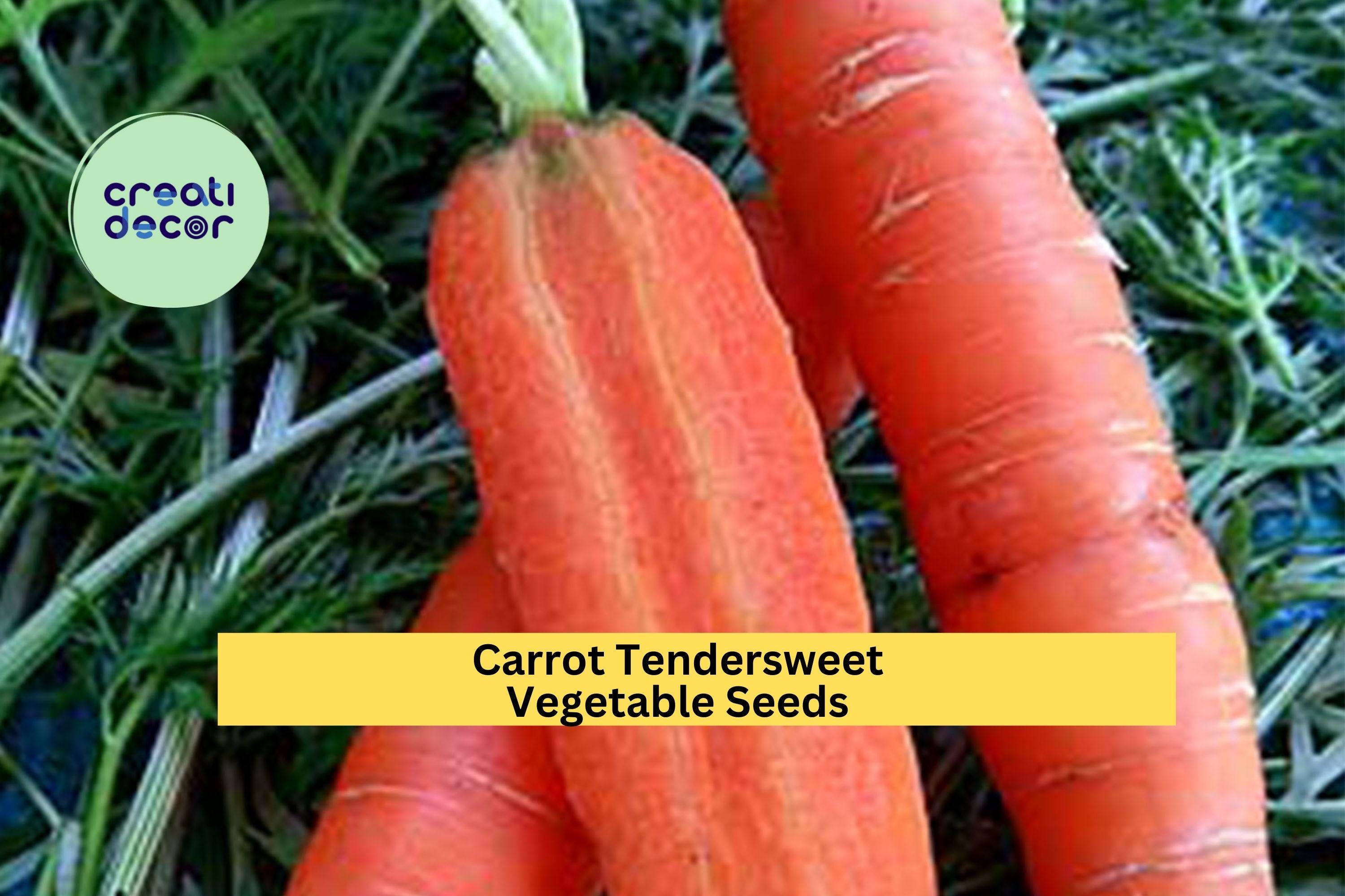 3pcs x 500mg Tendersweet Carrot Seeds – Sweet Orange Root Veggie for Garden Beds, Containers, or Raised Rows Seeds for Planting