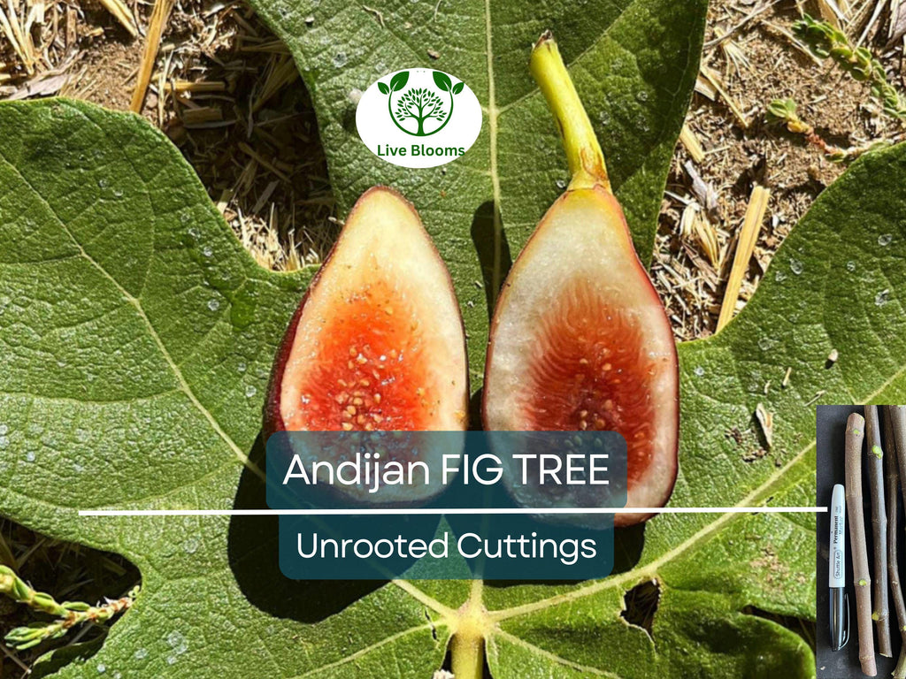 3 Fig Trees “Andijan” Rare Unrooted Cuttings - Ficus Carica, Sweet & Delicious, Ideal for Rooting, Grafting, Hardy Fruit Tree, Organic