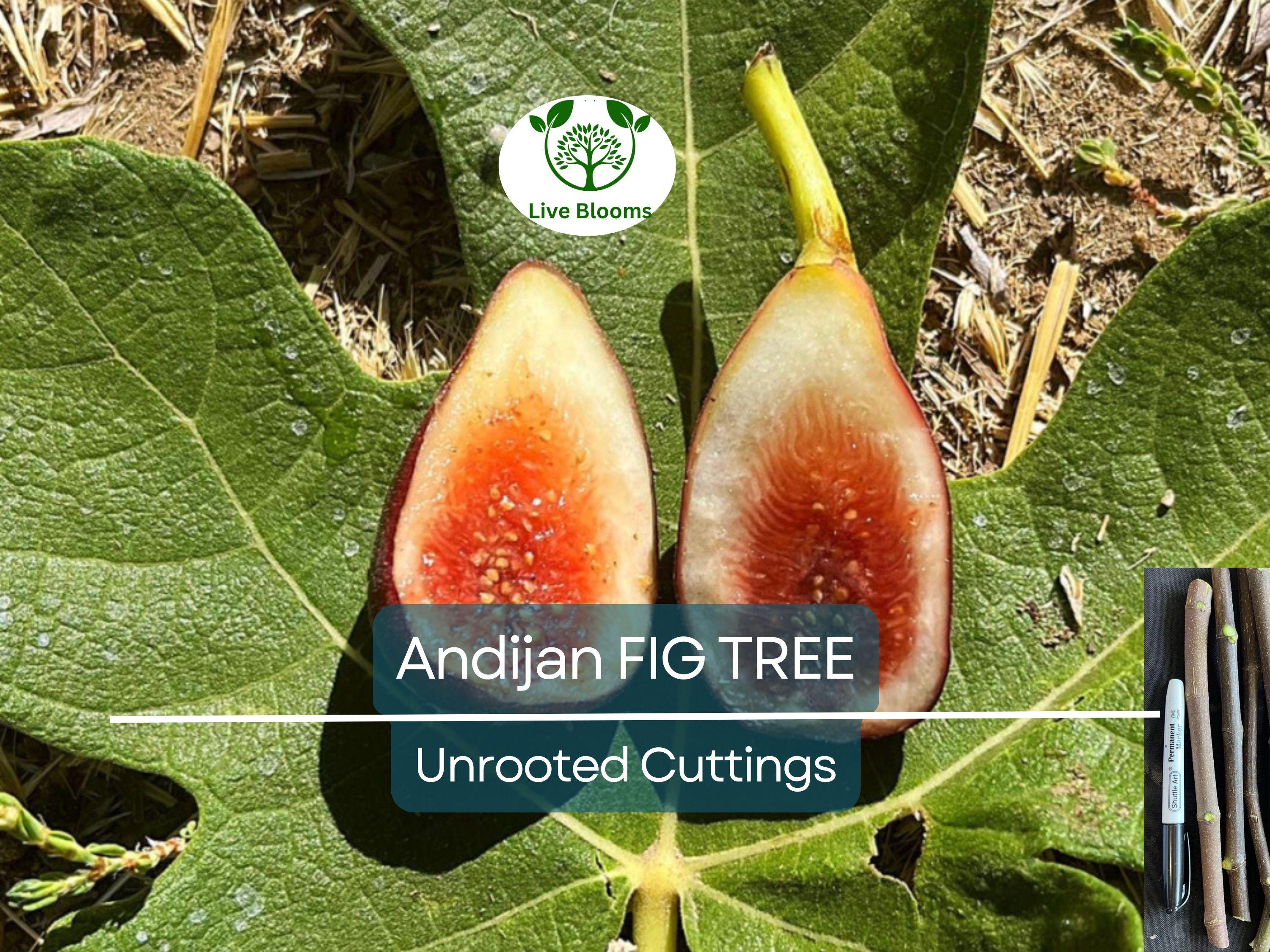 3 Fig Trees “Andijan” Rare Unrooted Cuttings - Ficus Carica, Sweet & Delicious, Ideal for Rooting, Grafting, Hardy Fruit Tree, Organic