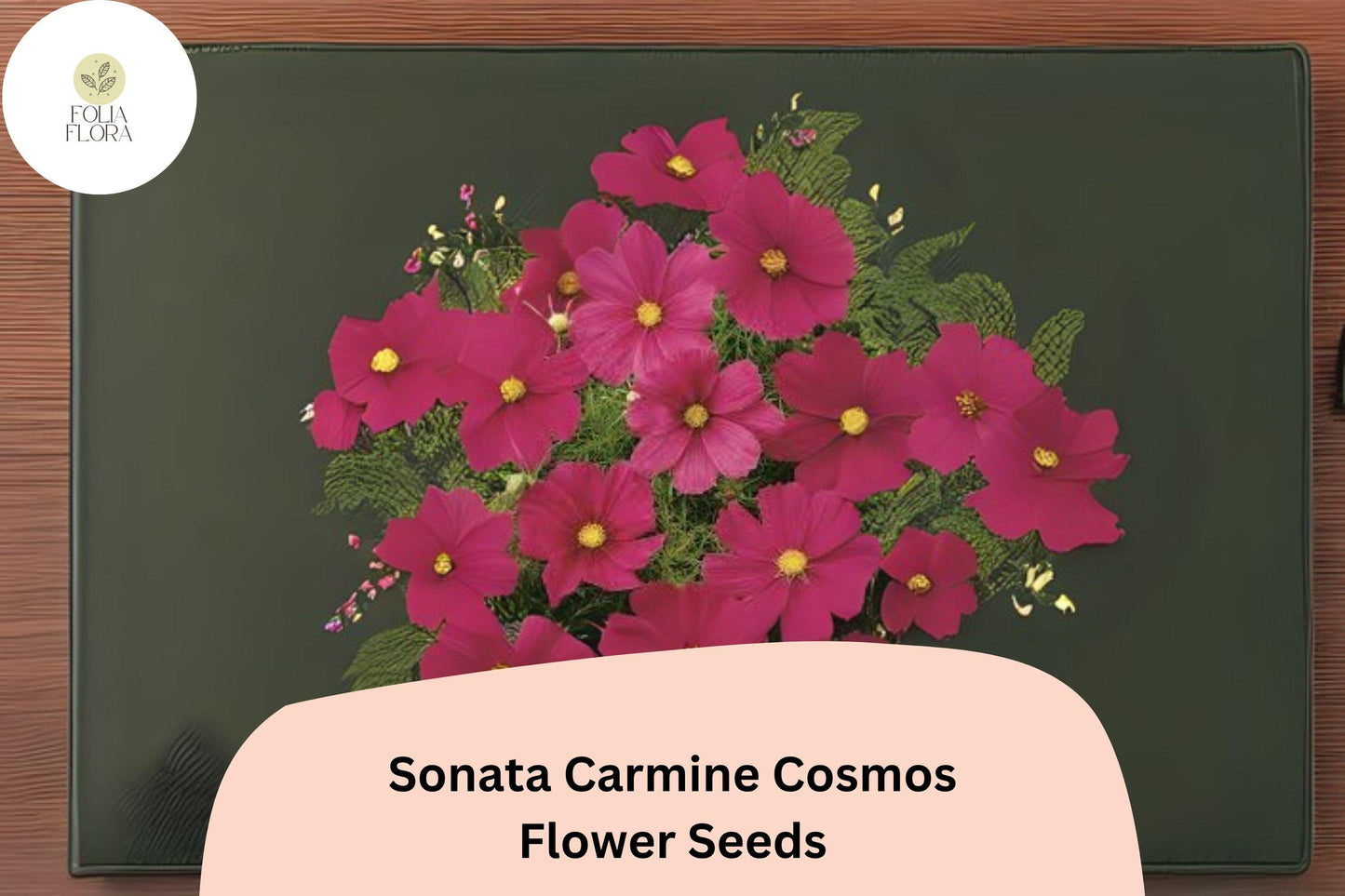 200+ Sonata Carmine Cosmos Seeds | Cosmos bipinnatus Deep Pink Blooms | Compact Annual Garden Flower Seeds