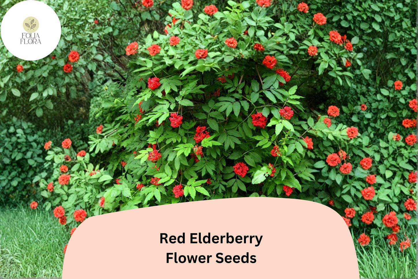 Red Elderberry Seeds – 30 Sambucus racemosa | European Red Elderberry