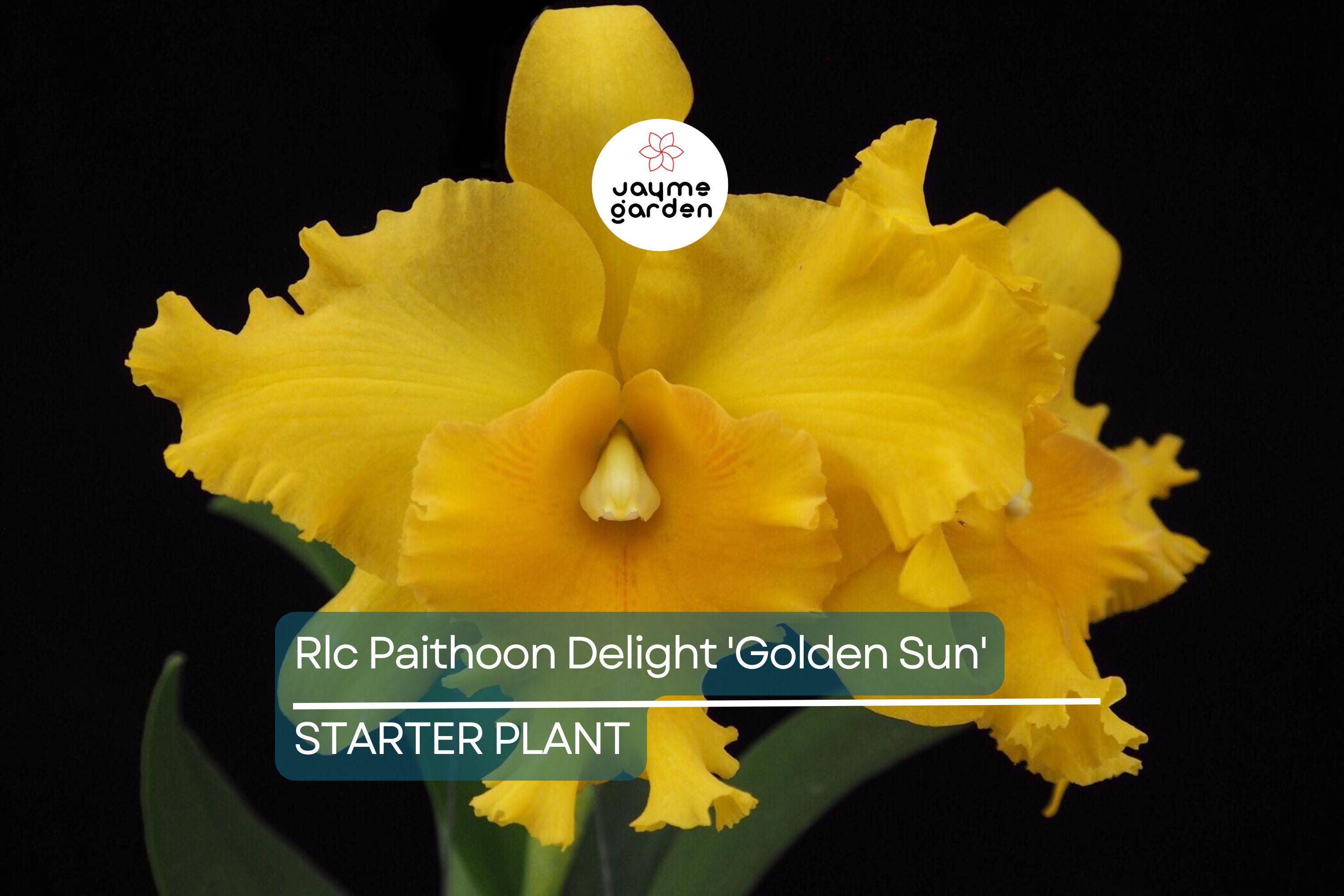 Rlc Pathoon Delight 'Golden Sun' Orchid | Live Starter Plant | Yellow Bloom | 3-Inch Potted Tropical Orchid | Indoor & Outdoor