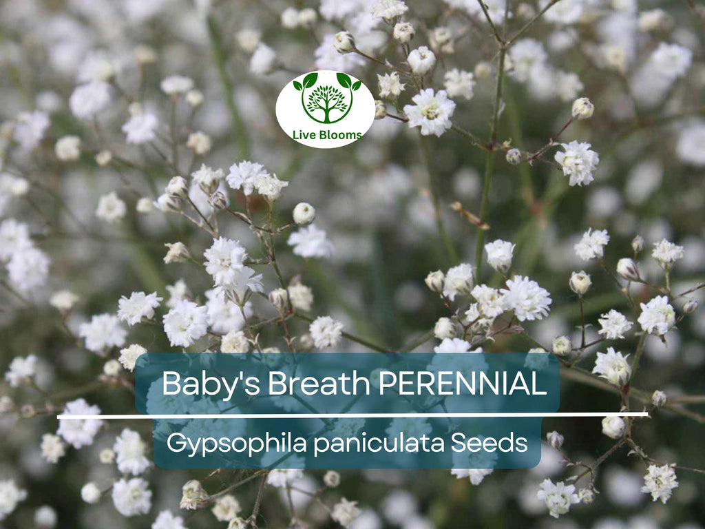 200 Seeds Baby's Breath PERENNIAL Gypsophila paniculata, Classic Cut Flowers, Pollinator-Friendly, Non-GMO, Fragrant White Flowers
