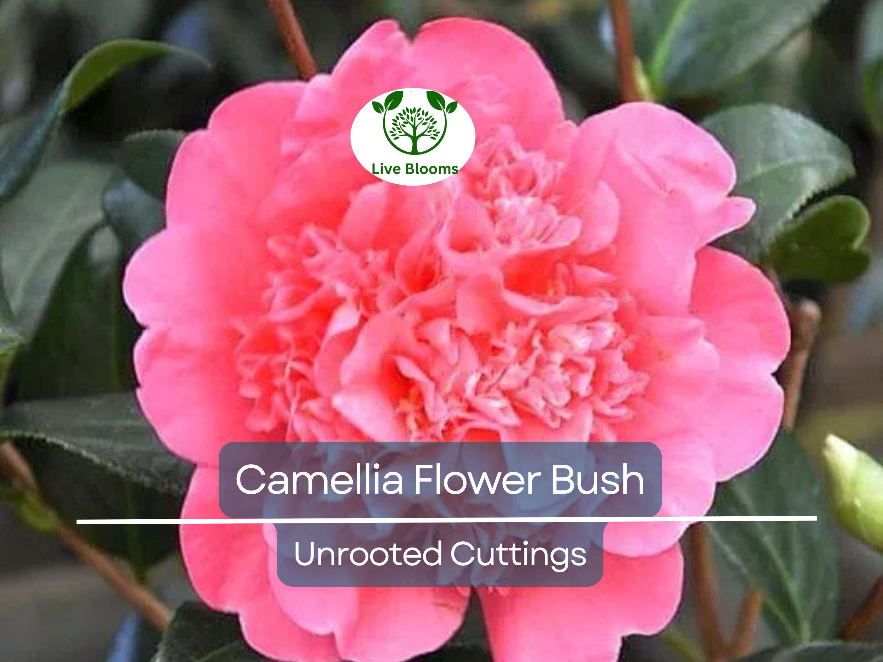 5 Fresh Unrooted Cuttings of Camellia Flowering Shrubs (Camellia japonica) 6-8 Inches – Hardy, Beautiful Blooms for Propagation