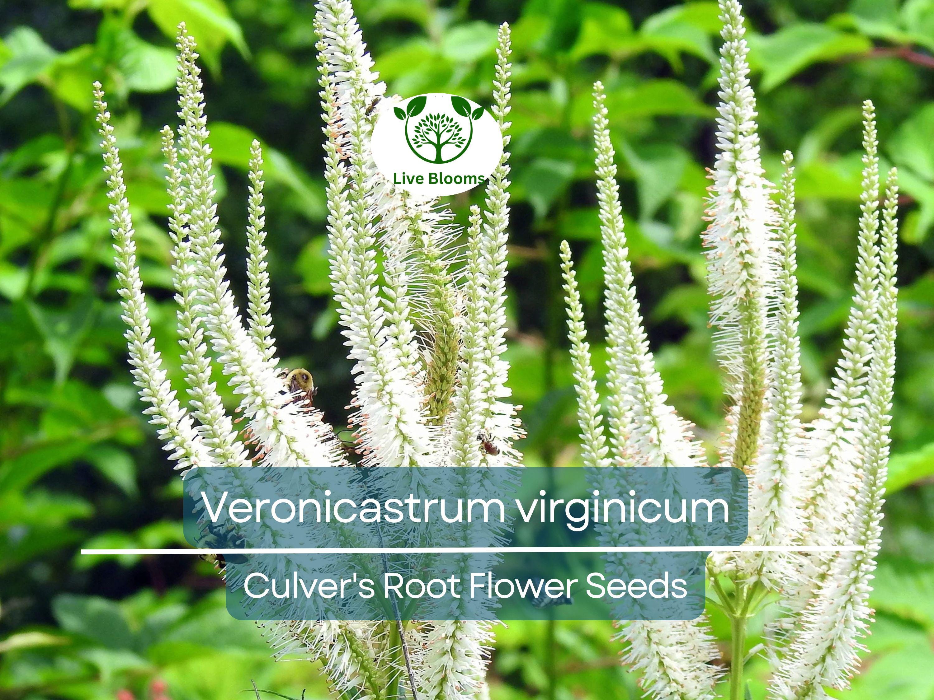 2800 Seeds Veronicastrum Virginicum Culver's Root, Perennial Plant, Native, Flowering, Pollinator-Friendly, Garden, Landscape