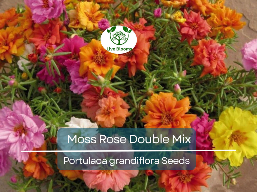 500 Seeds Moss Rose Double Mix, Portulaca Low-Growing Peony Blooms, Vibrant Colors, Pollinator-Friendly, Non-GMO, Easy to Grow Flowers