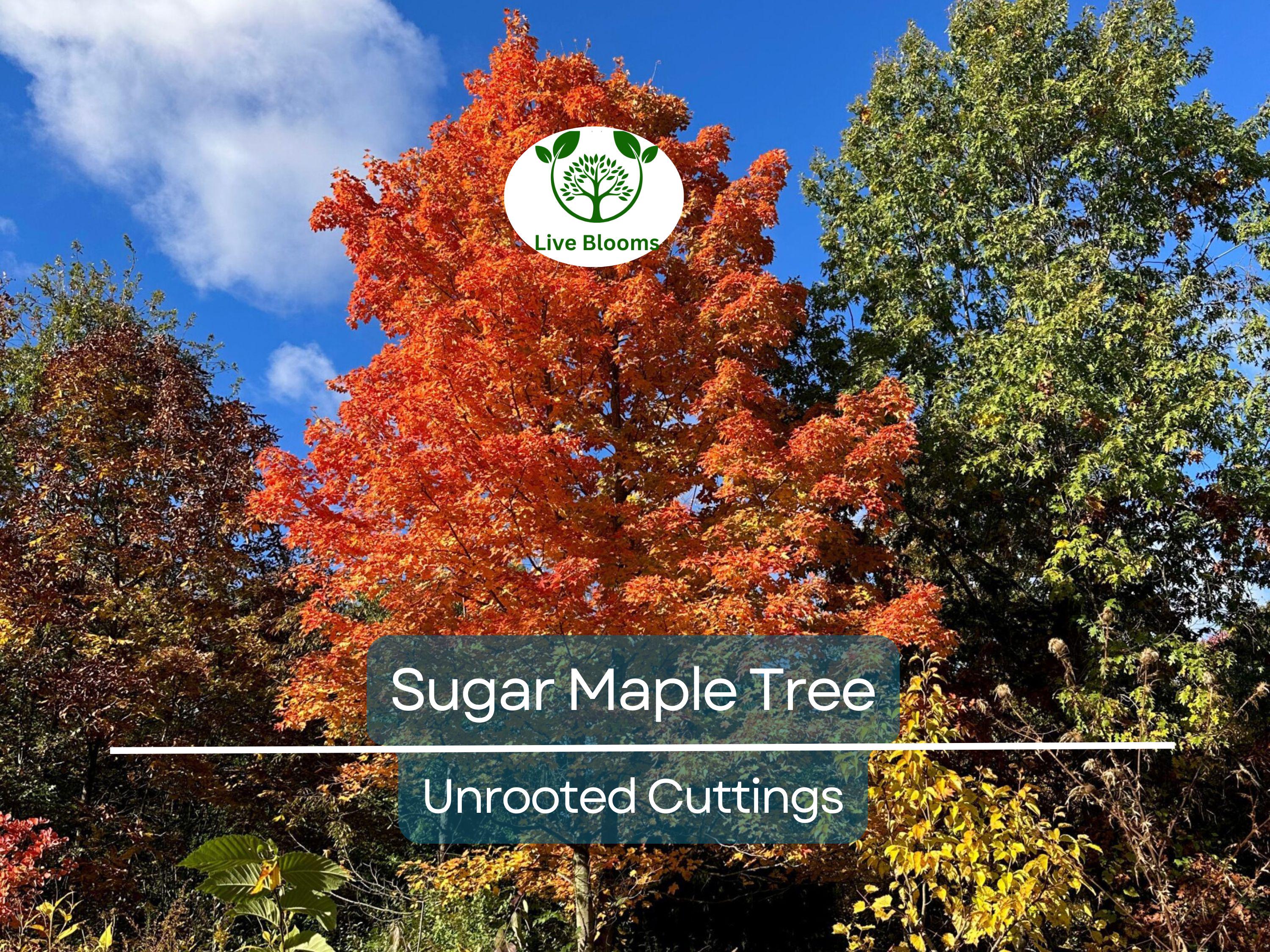 8 Fresh Cut Sugar Maple Tree Unrooted Cuttings - Acer saccharum, Sugar Maple Scions for Grafting, Tree Propagation, Hardy Tree Cuttings