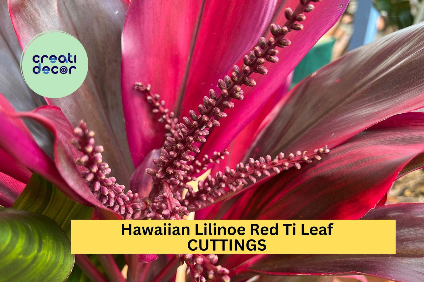 3 Lilinoe Red Ti Leaf Cuttings | Hawaiian Cordyline Fruticosa 6" Starter Logs | Tropical Garden or Patio Plant | USA Seller