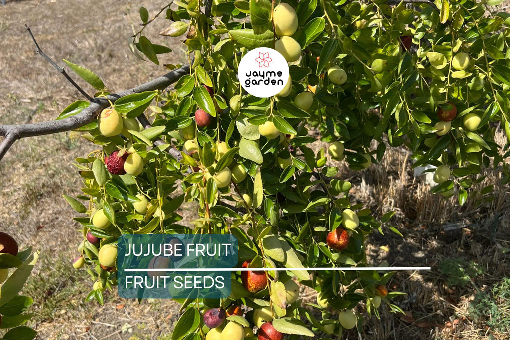 10 Jujube Fruit Tree Seeds (Ziziphus jujuba) – Red Chinese Date, Fast Hardy, 30-40ft Mature Height