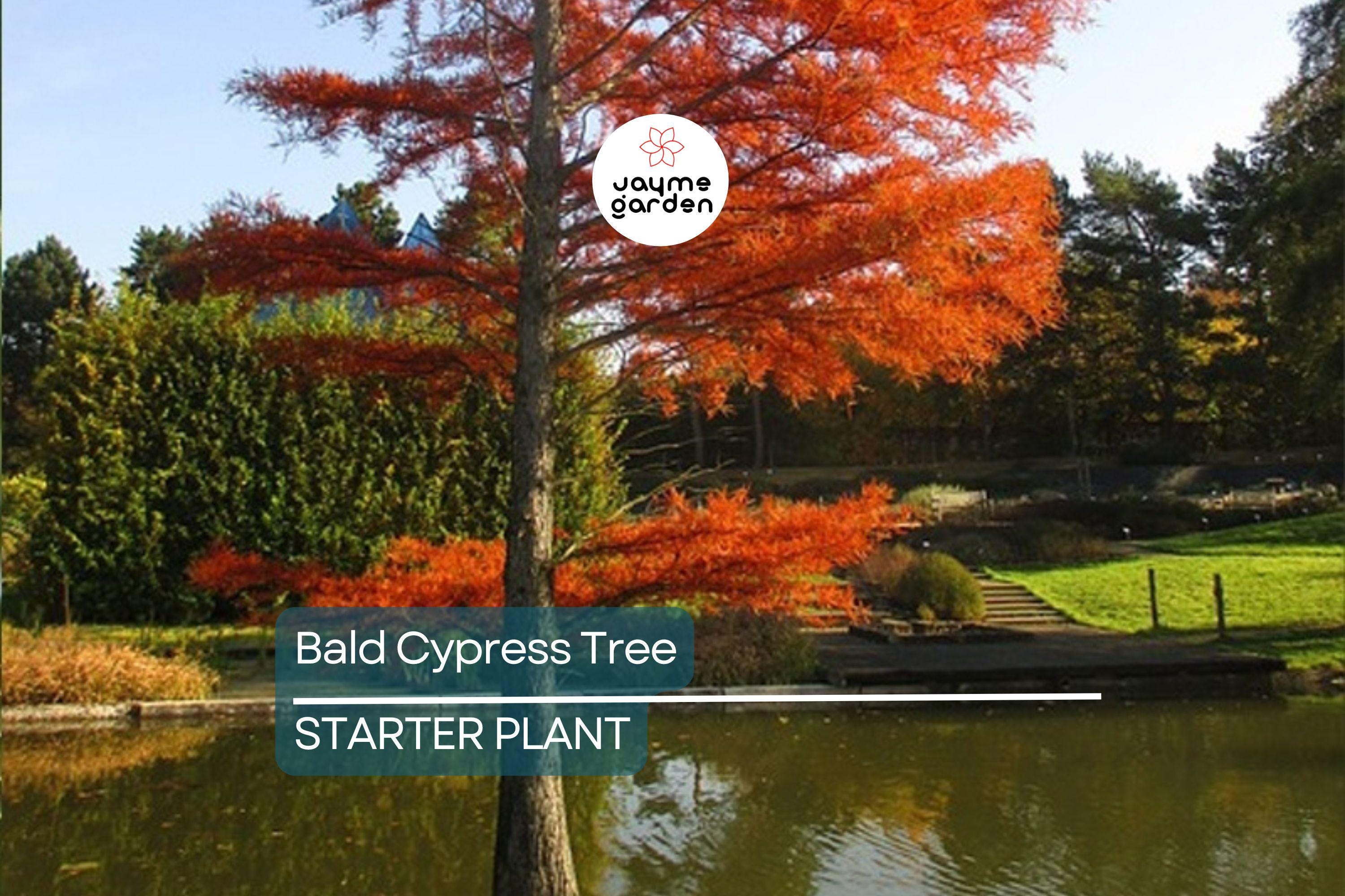 Bald Cypress Tree | 2-3 Ft Tall Live Seedling | Taxodium distichum | Hardy Shade Tree for Wetlands & Landscapes
