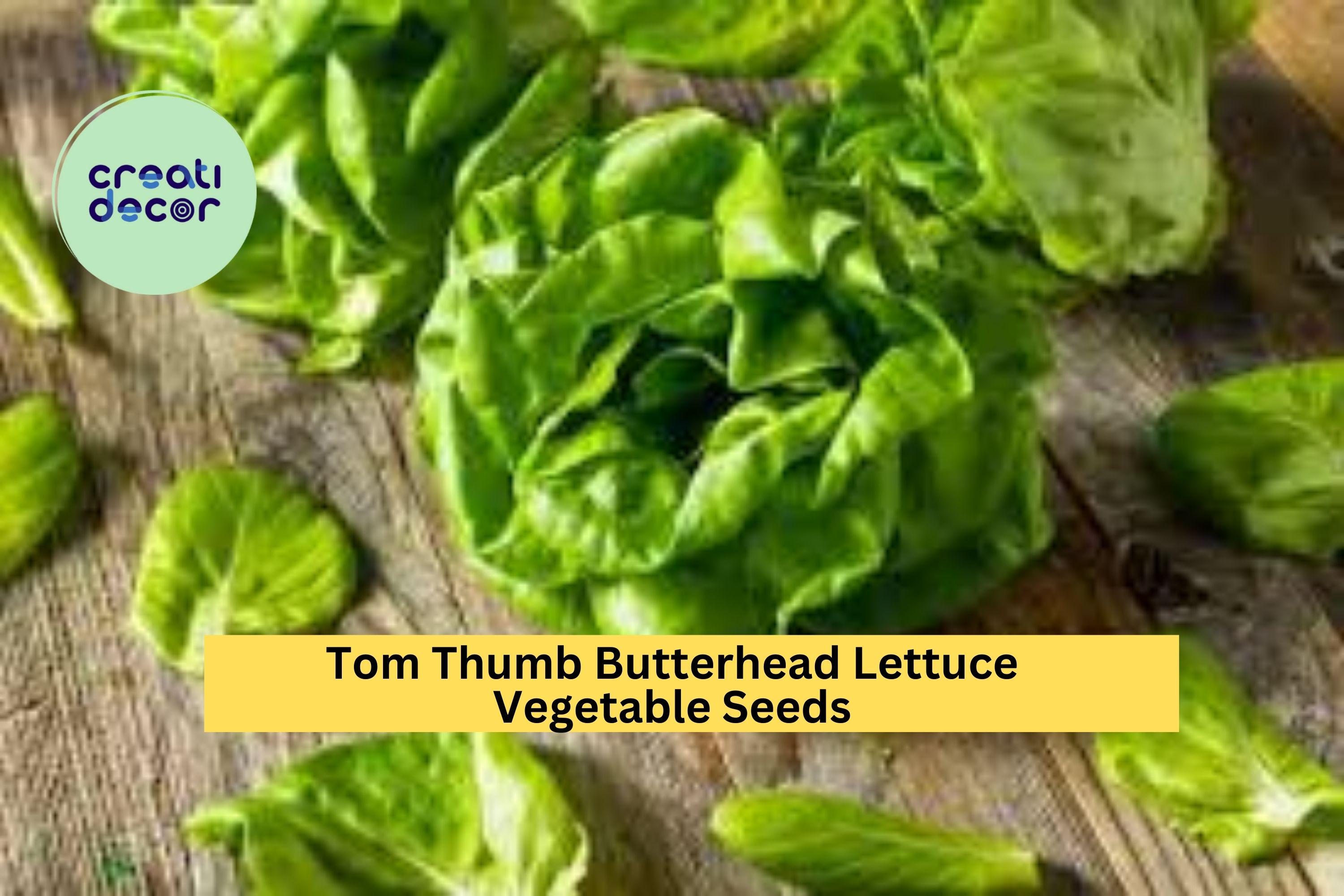 3pcs of 1g Tom Thumb Butterhead Lettuce Seeds – Mini Heirloom Lettuce Ideal for Small Spaces and Container Gardening Seeds for Planting