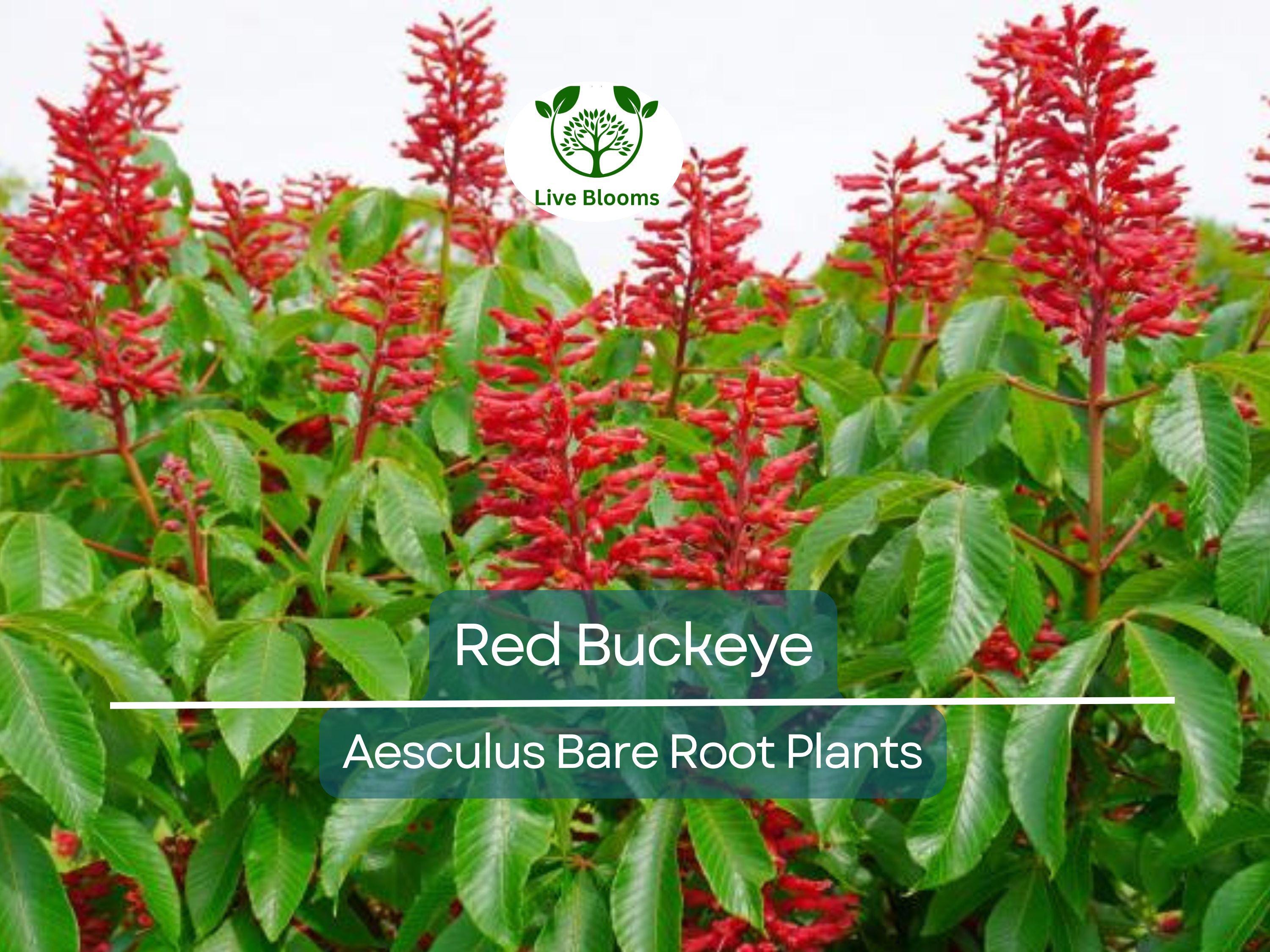 2 Red Buckeye Trees – Bare Root 6–12” Saplings – Aesculus pavia – Native Flowering Tree with Red Blooms for Pollinators