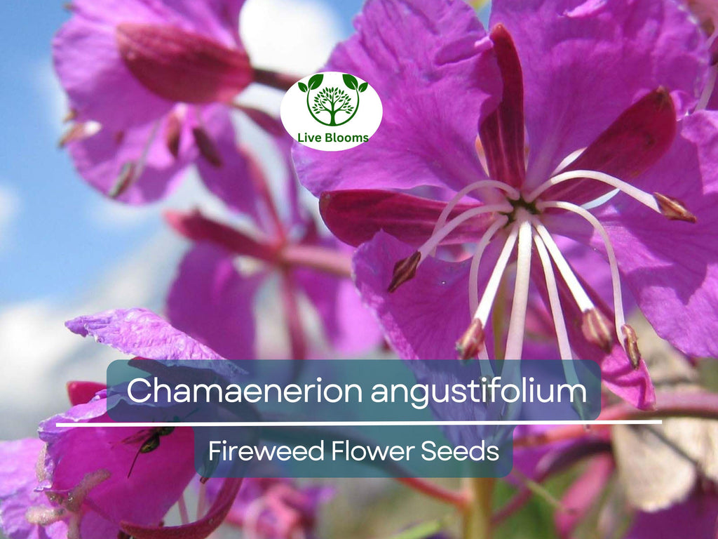 30 mg Seeds Chamaenerion Angustifolium Fireweed – Vibrant Wildflower for Planting, Gardening, and Pollinator-Friendly Landscapes