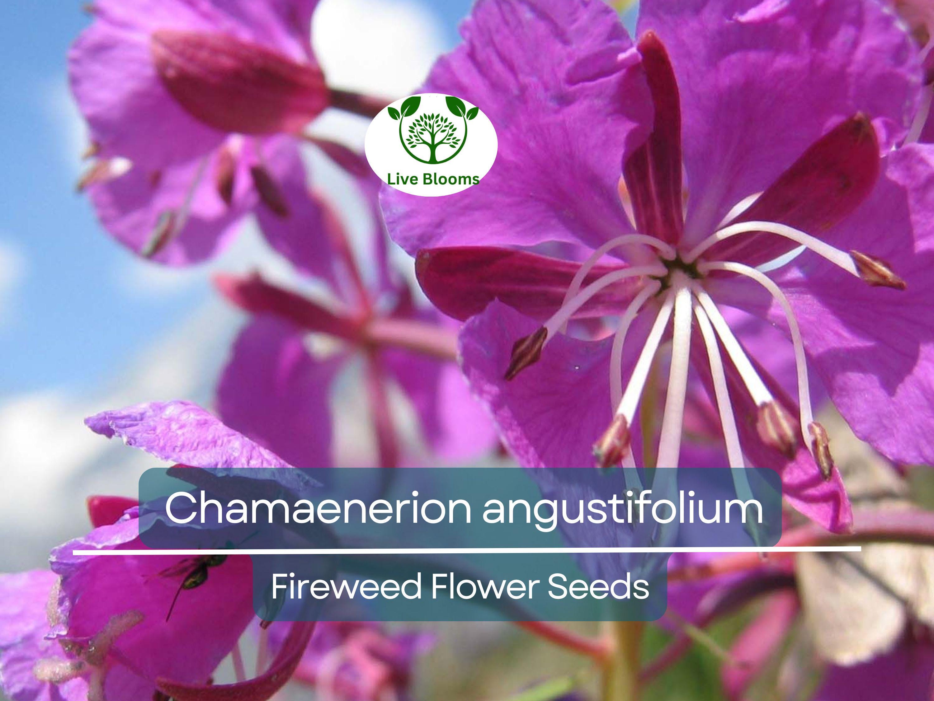 30 mg Seeds Chamaenerion Angustifolium Fireweed – Vibrant Wildflower for Planting, Gardening, and Pollinator-Friendly Landscapes