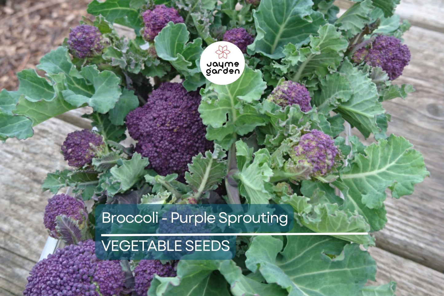 1,500 Purple Sprouting Broccoli Seeds – Non-GMO Heirloom, USA Seller, Cold Hardy