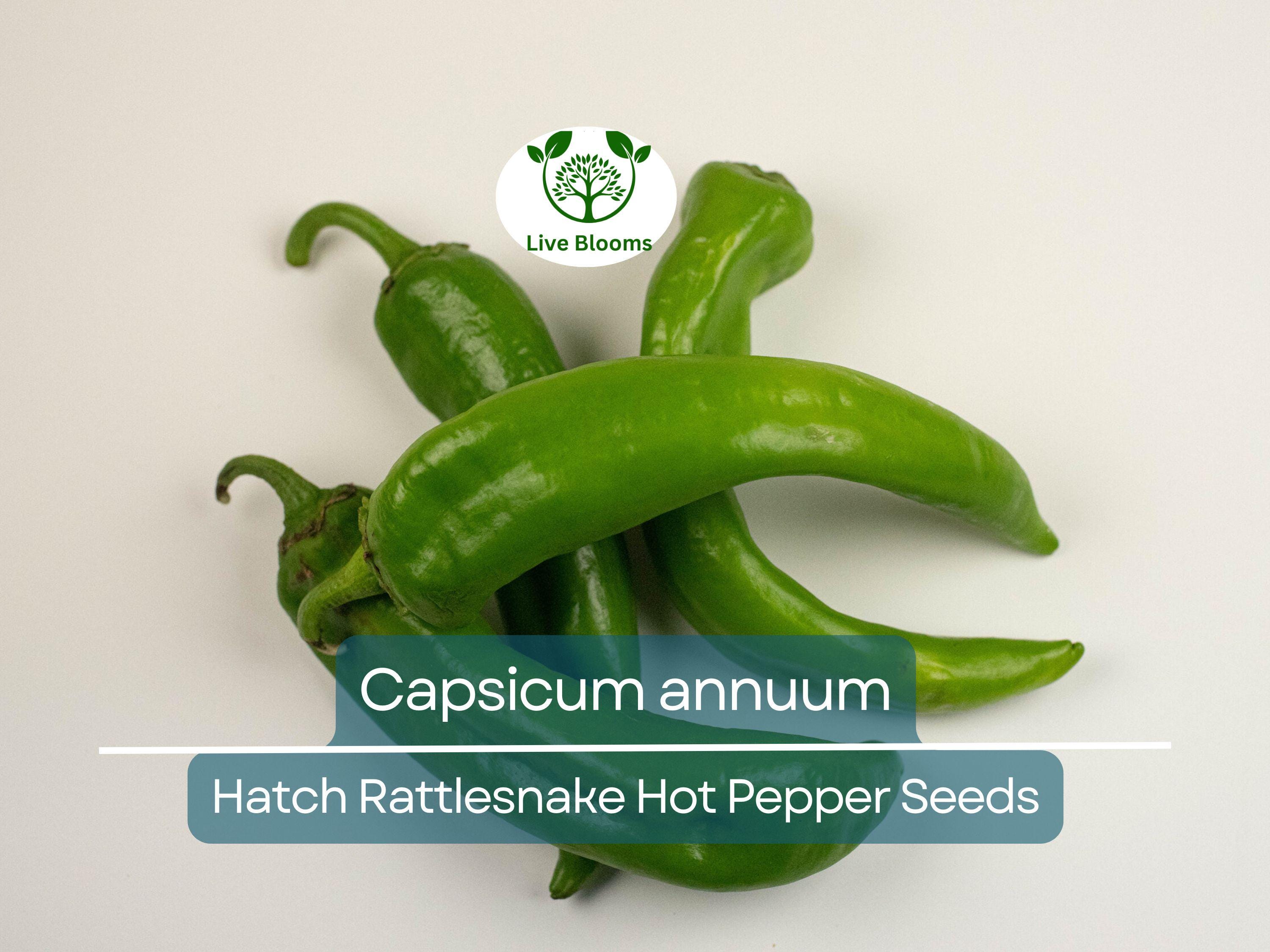 250 mg Seeds Hatch Rattlesnake Hot Pepper – Capsicum annuum | Heirloom Chili for Planting, Gardening & Bold Spicy Flavor