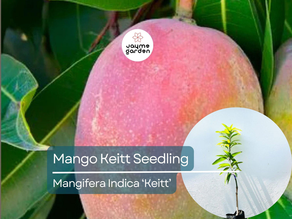Grafted Mango Keitt Starter Plant Seedling - 3’-4’ Tall Live Tropical Fruit Tree - Sweet, Flavorful Mangoes for Garden or Container
