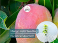 Grafted Mango Keitt Starter Plant Seedling - 3’-4’ Tall Live Tropical Fruit Tree - Sweet, Flavorful Mangoes for Garden or Container