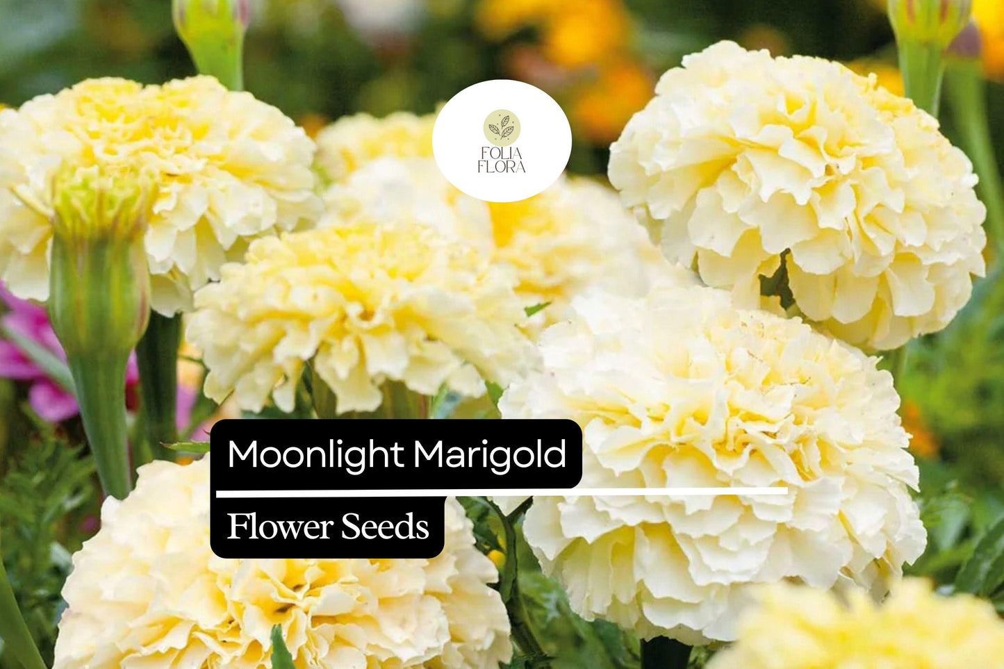 Moonlight Marigold - Tagetes Erecta - Pale Yellow Blooms - Elegant Marigold Variety for Pollinator-Friendly Gardens