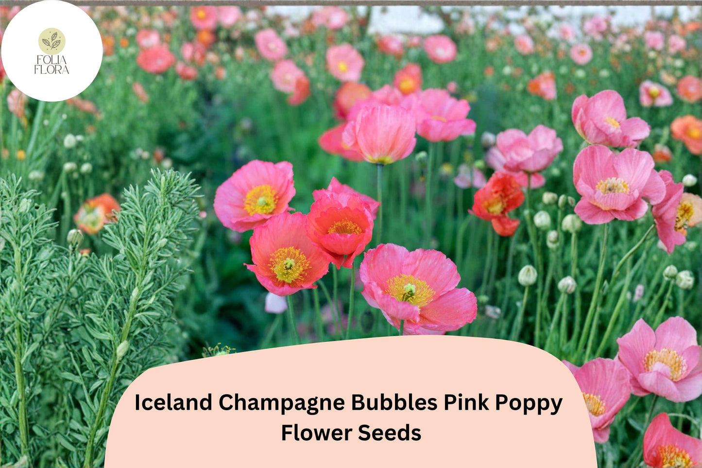 200+ Iceland Champagne Bubbles Pink Poppy Seeds for Garden – Soft Pink Blooms, Easy to Grow Perennial Flowers