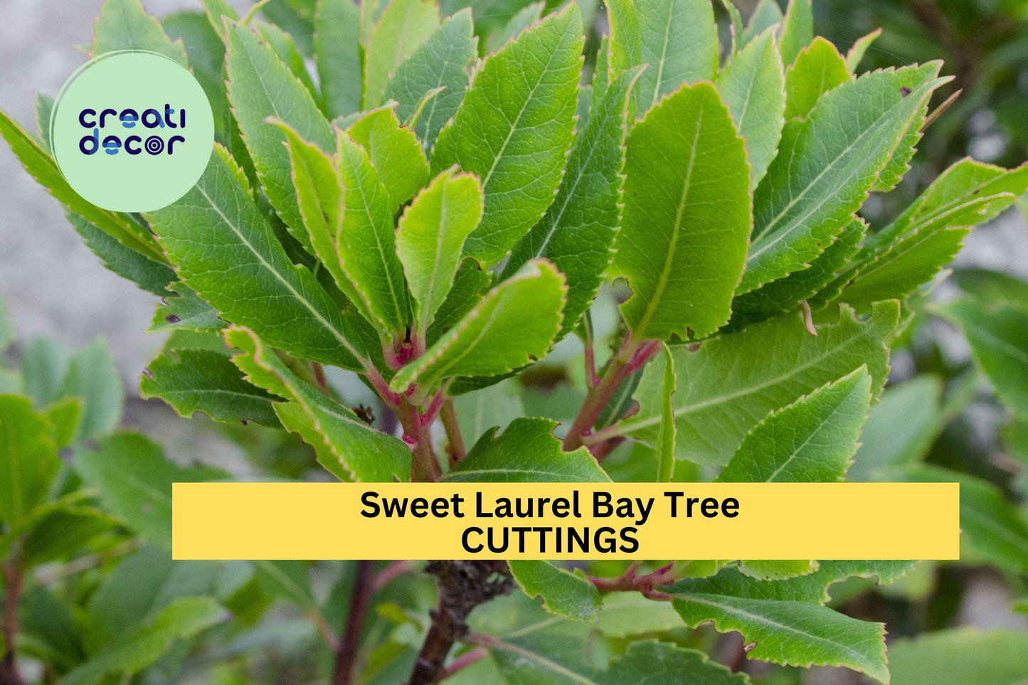5 Sweet Laurel Bay Tree Cuttings – Aromatic Culinary Herb for Indoor or Outdoor Growing, Hardy Evergreen Shrub – Free US Shipping!