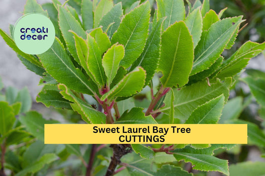 5 Sweet Laurel Bay Tree Cuttings – Aromatic Culinary Herb for Indoor or Outdoor Growing, Hardy Evergreen Shrub – Free US Shipping!