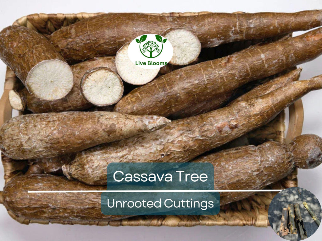 4 Healthy White Cassava Cuttings - Manihot esculenta, Tapioca, Yuca Plant Unrooted Cuttings for Planting - High-Quality Propagation