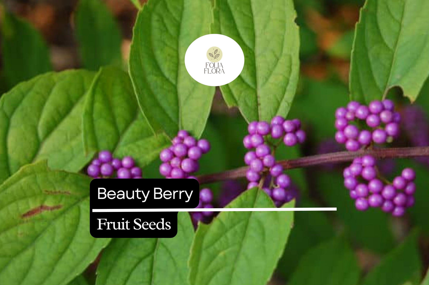 Beautyberry | 25 Seeds | Callicarpa americana | Native Shrub with Vibrant Purple Berries for Wildlife Gardens