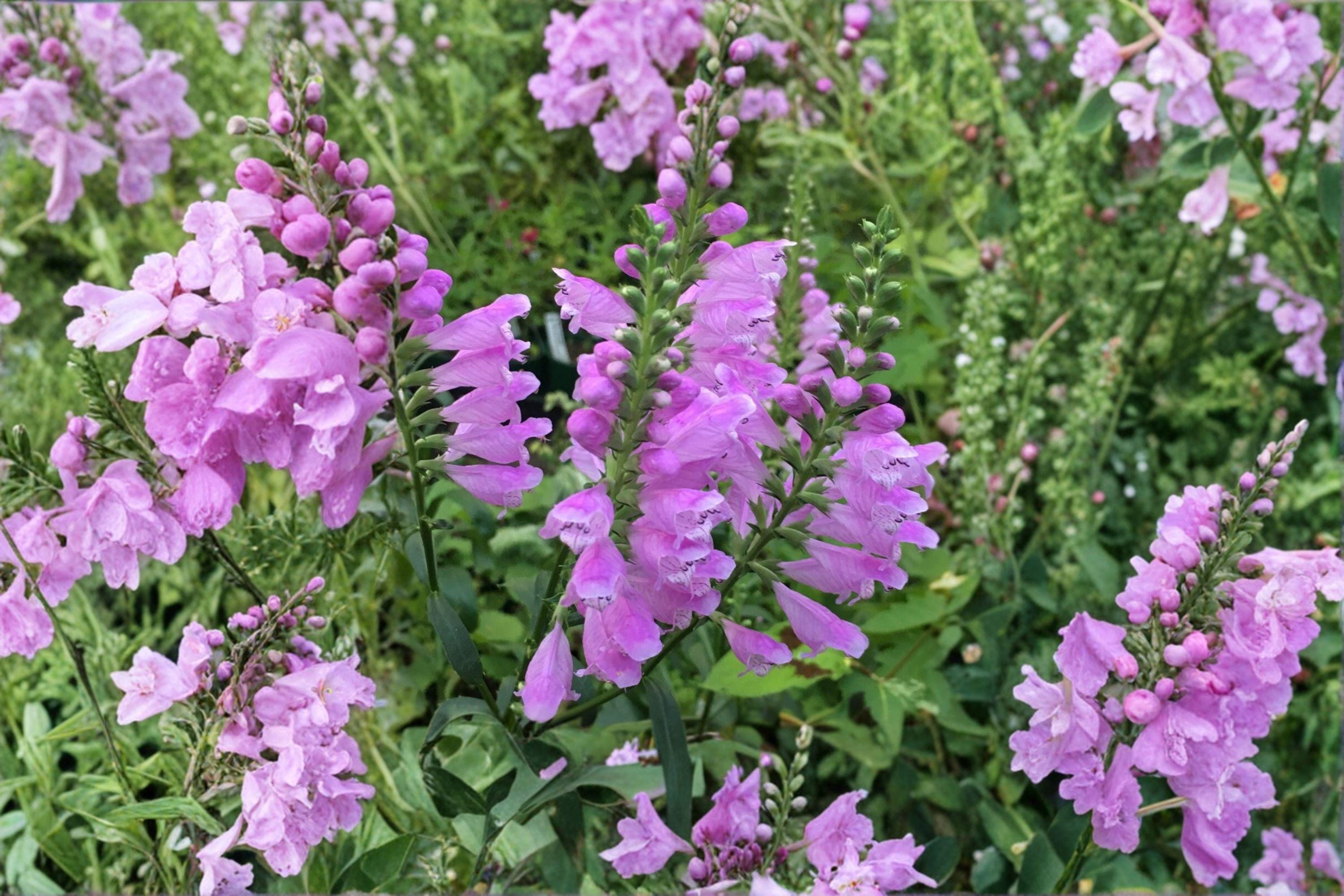 Obedient Plant Seeds – Physostegia Virginiana, Pink Native Perennial (50 Seeds )
