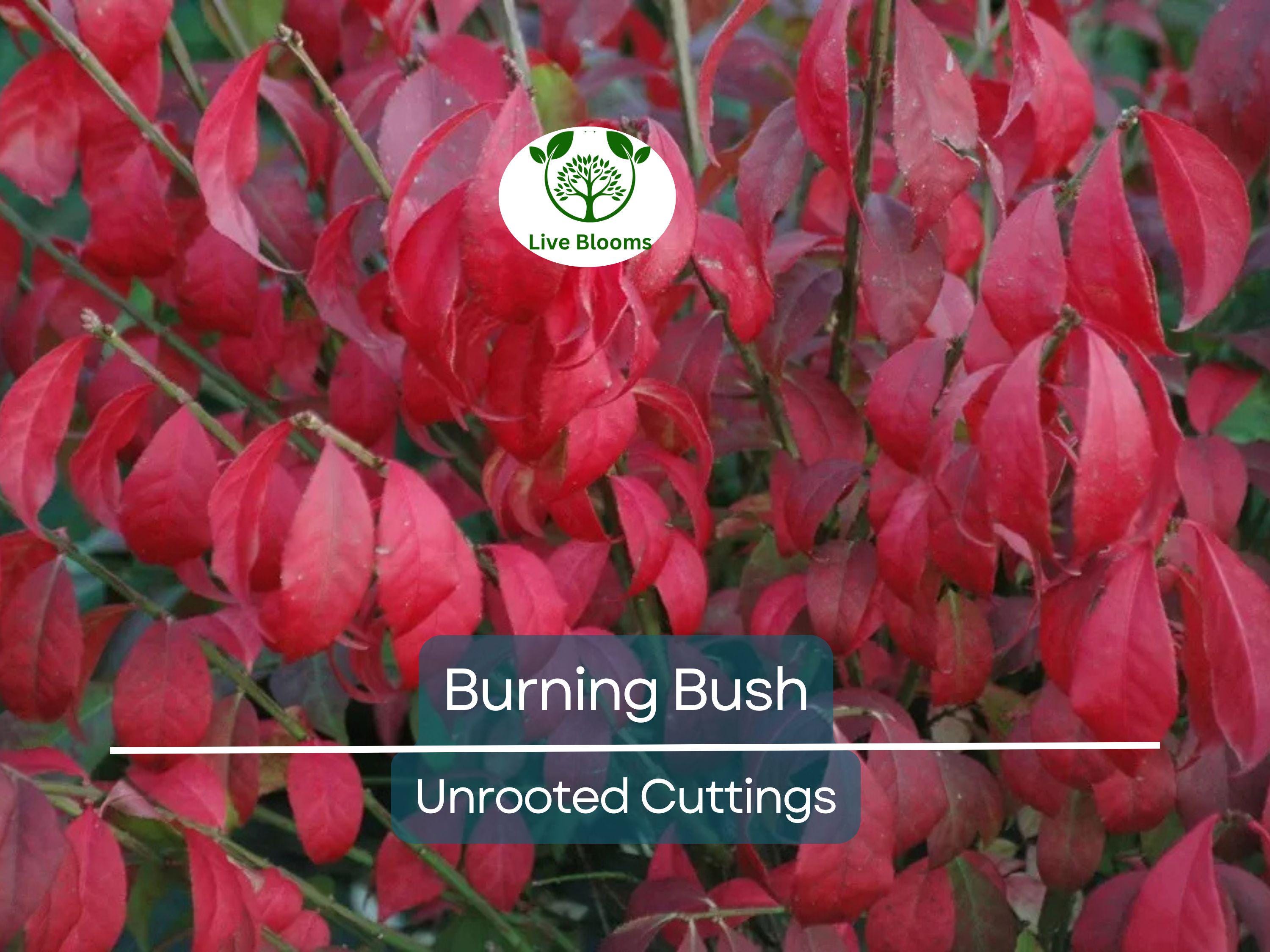 12 Burning Bush Unrooted Cuttings (Euonymus alatus) 6-8" | Dwarf Burning Bush, Ornamental Shrub for Landscaping