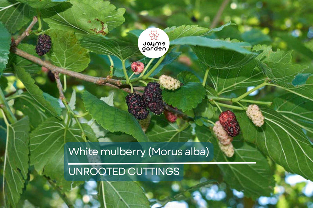 10X White Mulberry Cuttings (Morus Alba) | 6-8” Organic Sweet Fruit Tree | Cold Hardy & Fast Growing | Easy to Root |