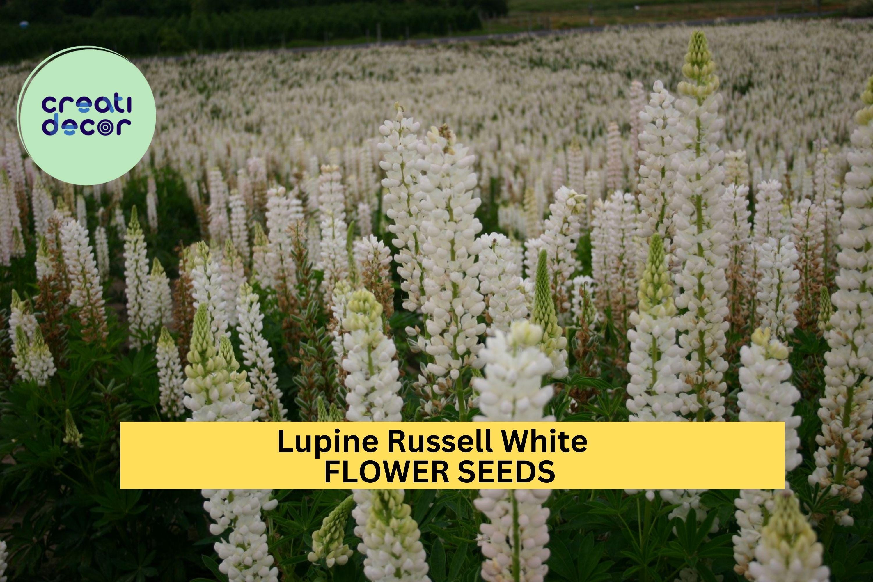 3pcs of 500mg Lupine Russell White Seeds – Elegant White Flower Spikes for Cottage Gardens, Pollinators & Floral Borders Seeds for Planting