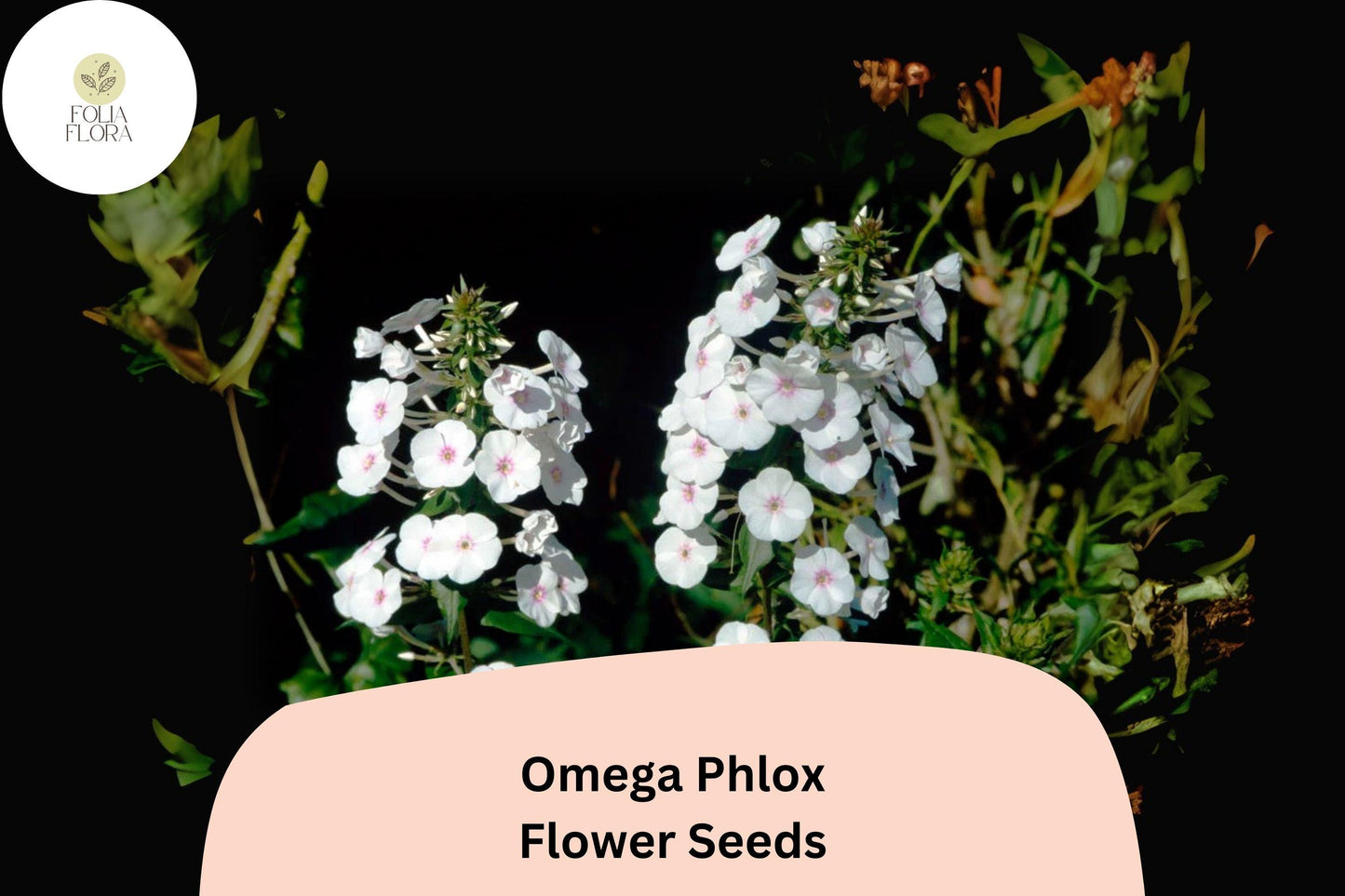 100+ Omega Phlox Seeds – Tall Perennial Garden Flower Seeds, Phlox paniculata