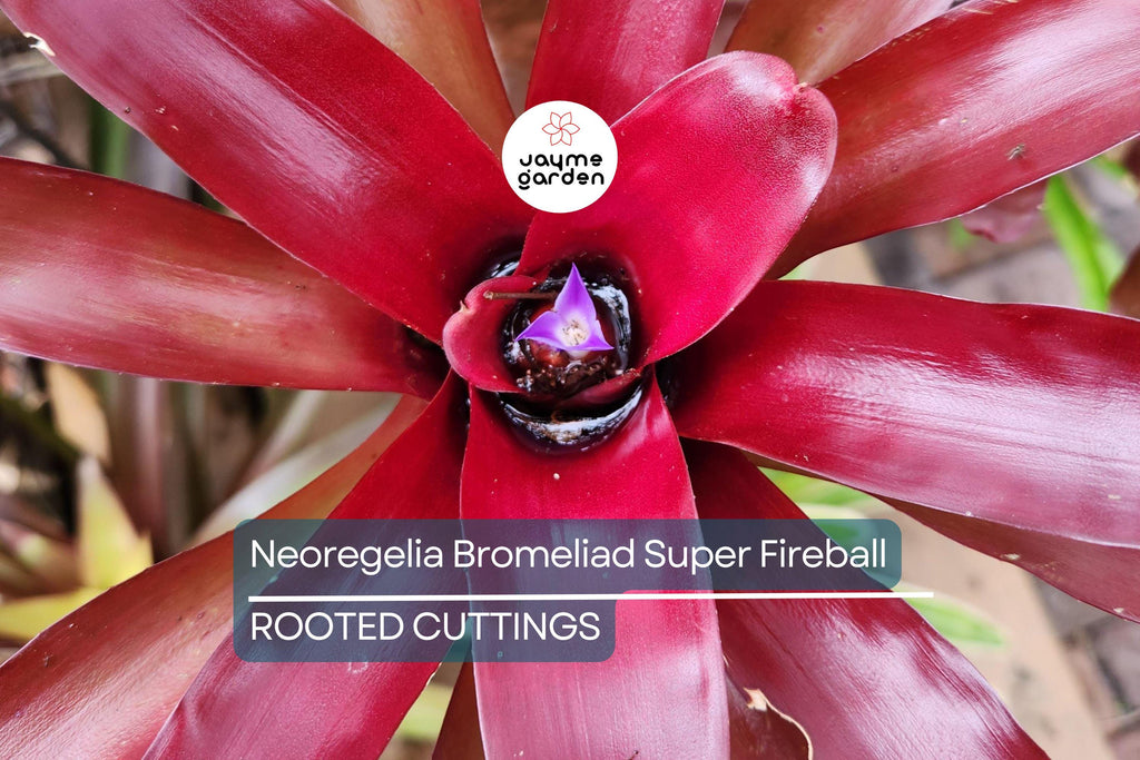 Neoregelia Bromeliad Super Fireball Cutting - 6" Red Serrate Foliage, Safe for Children