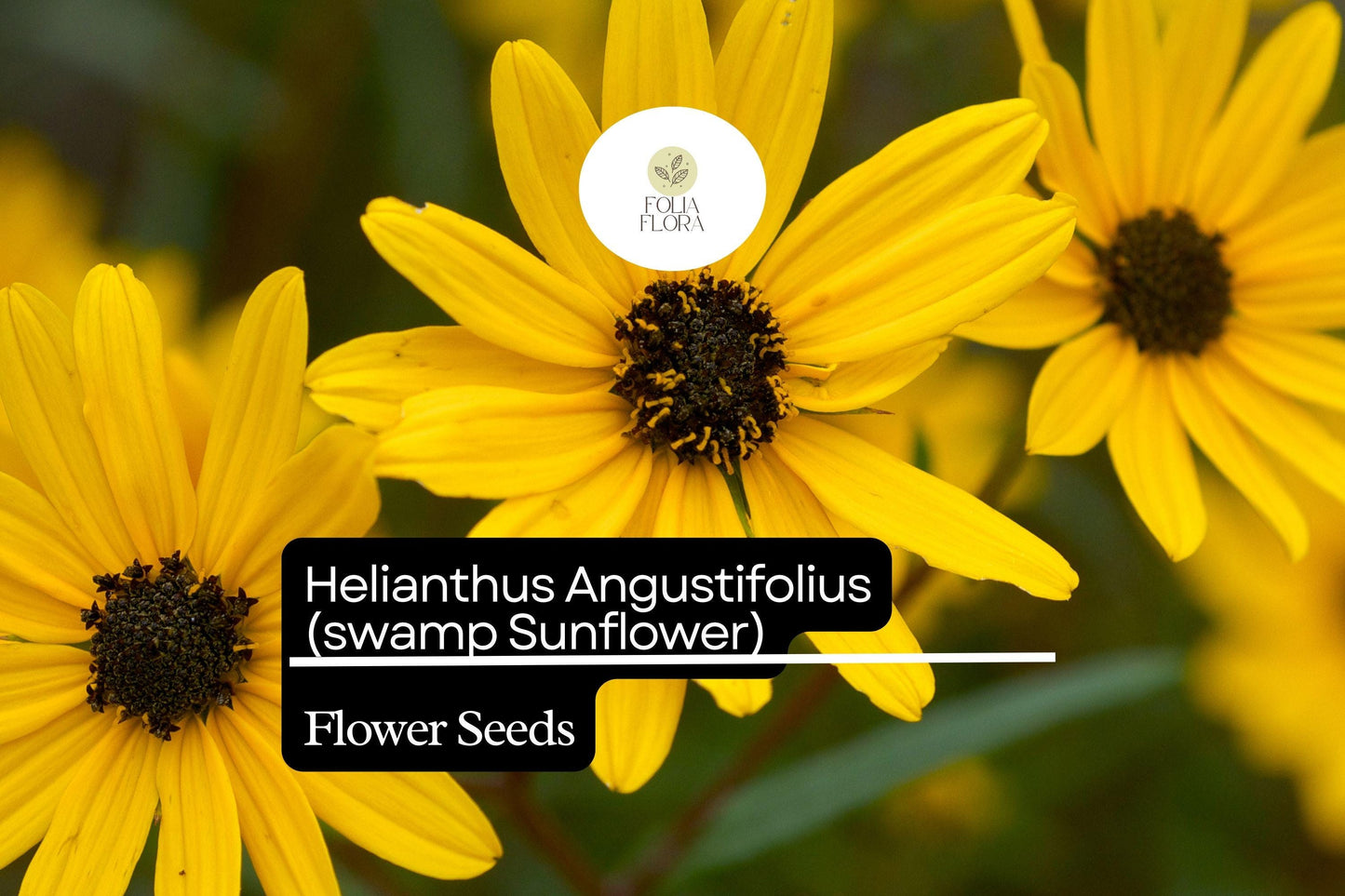 100 Seeds Swamp Sunflower | Helianthus angustifolius | Bright Native Wildflower, Pollinator Magnet, Easy to Grow, Non-GMO