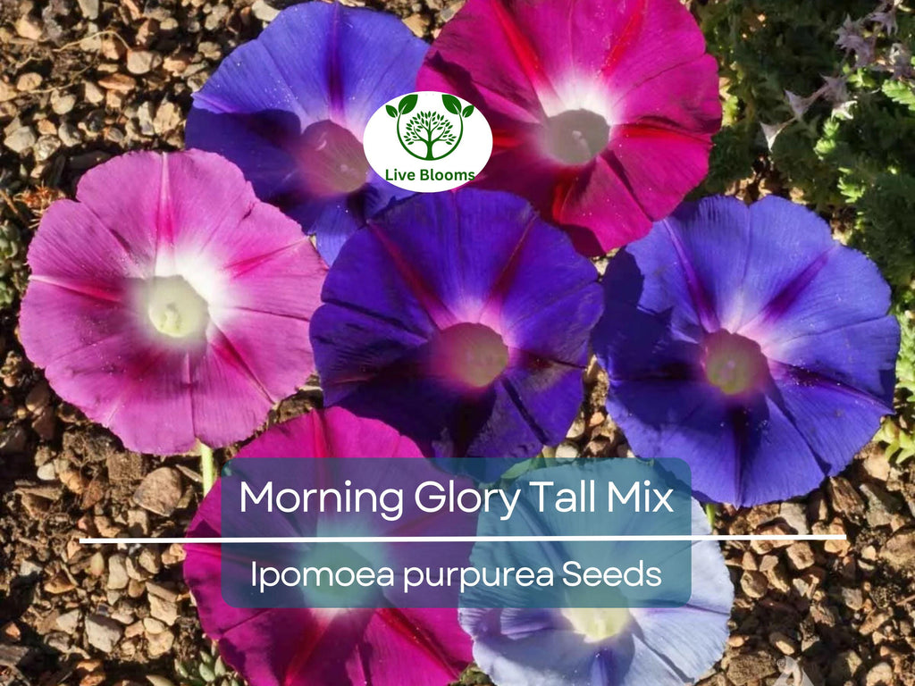 100 Seeds Morning Glory Tall Mix – Ipomoea purpurea – 5-Color Blooming Vine – Non-GMO, Pollinator Magnet, Loved by Hummingbirds