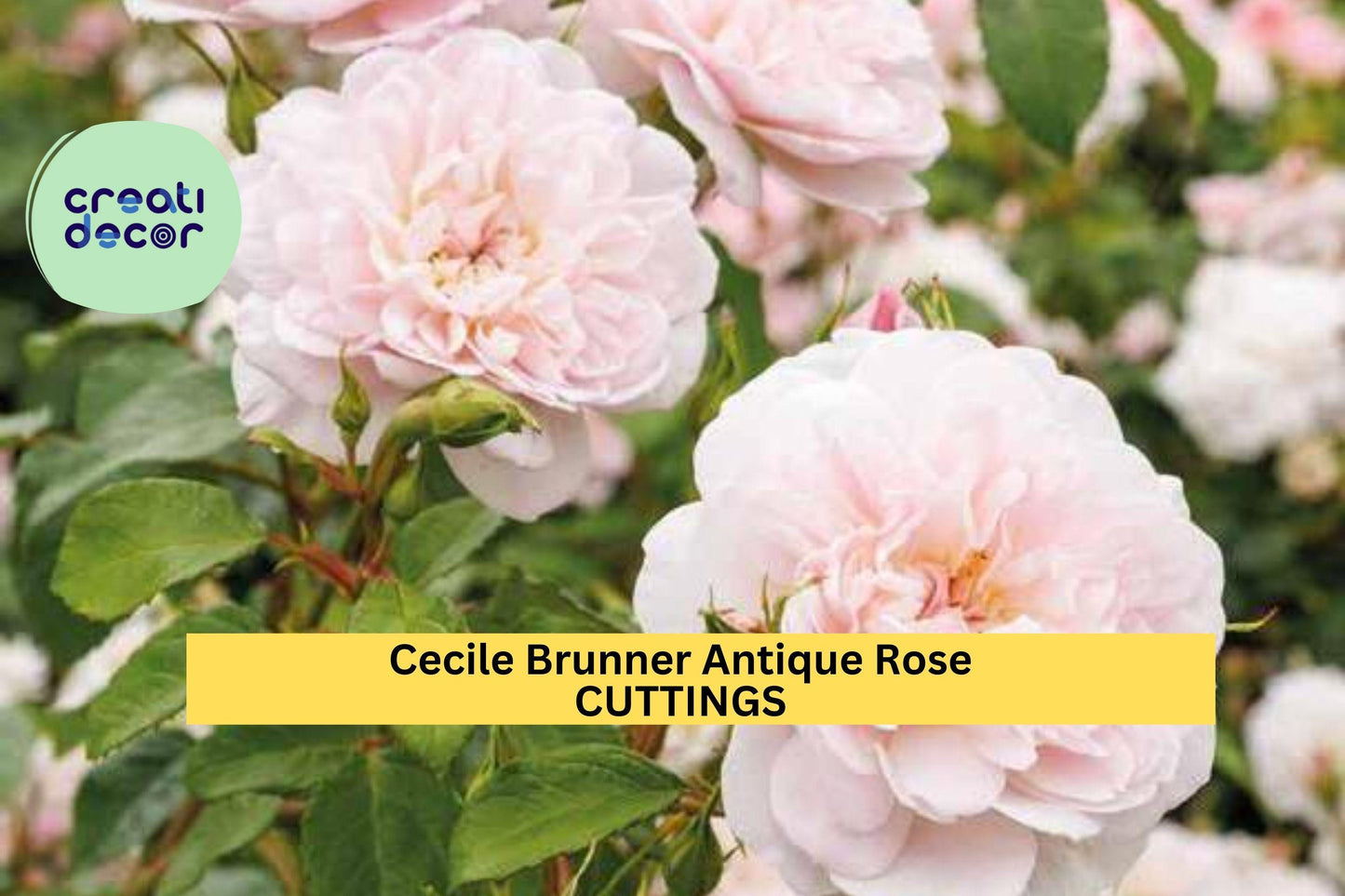 8 Cecile Brunner Rose Cuttings – Antique Heirloom Variety | Start Your Own Bushes from Premium Stems | Small Pink Blooming Rose Bush