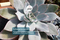 Echeveria Cante (White Cloud) Live Succulent Plant - Drought-Tolerant, Slow-Growing, 6-12" Tall