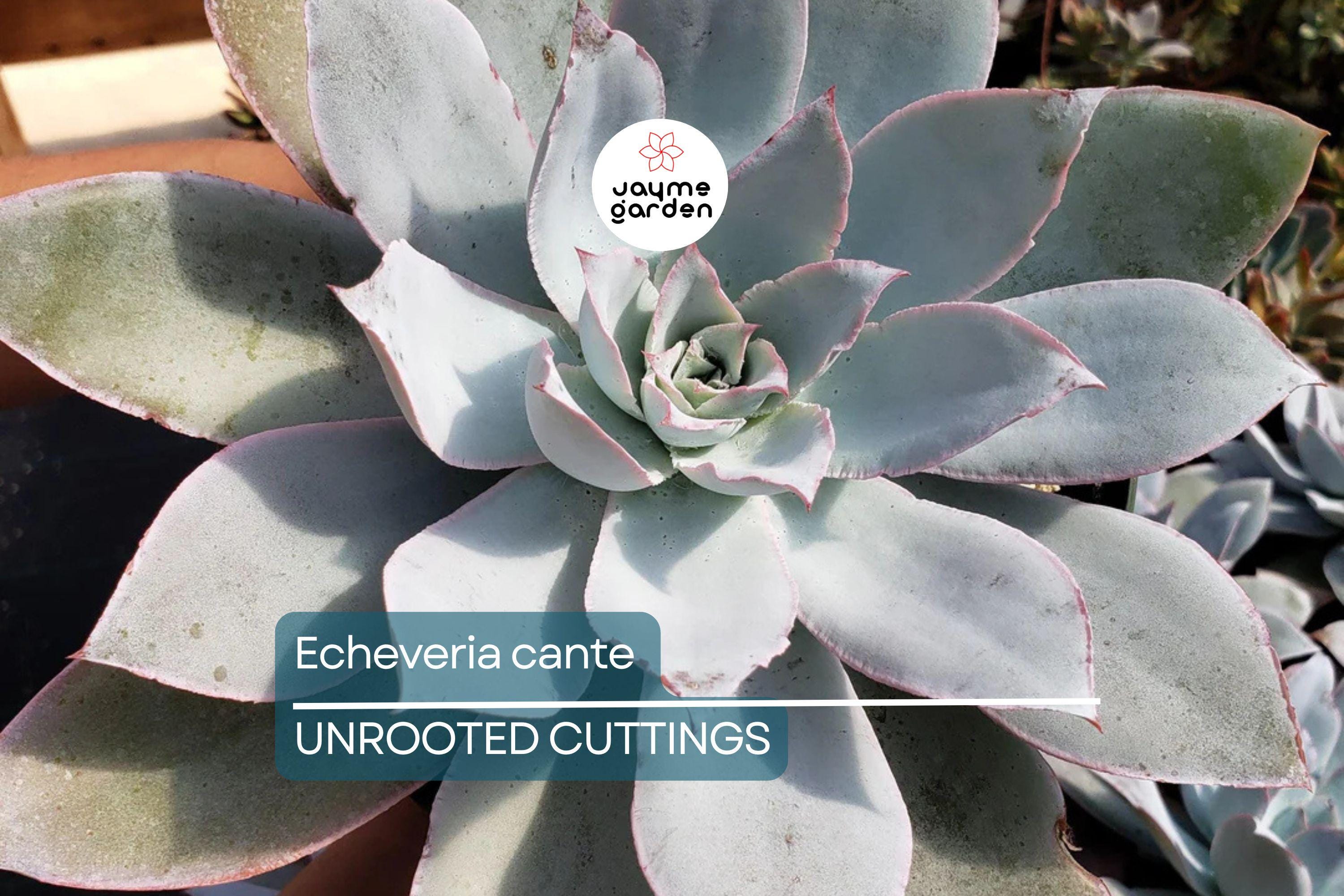 Echeveria Cante (White Cloud) Live Succulent Plant - Drought-Tolerant, Slow-Growing, 6-12" Tall