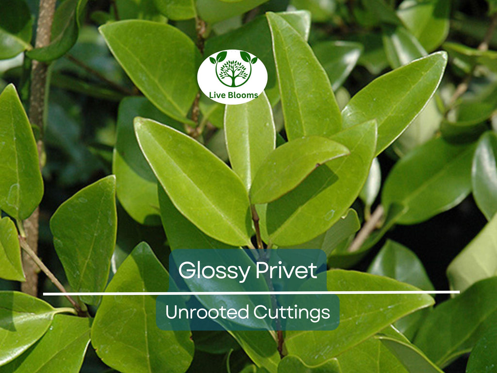20 Ligustrum Glossy Privet Unrooted Cuttings 8" Evergreen Privacy Hedge Waxleaf, Fast Growing, Dense Shrub for Fencing, Landscape Planting