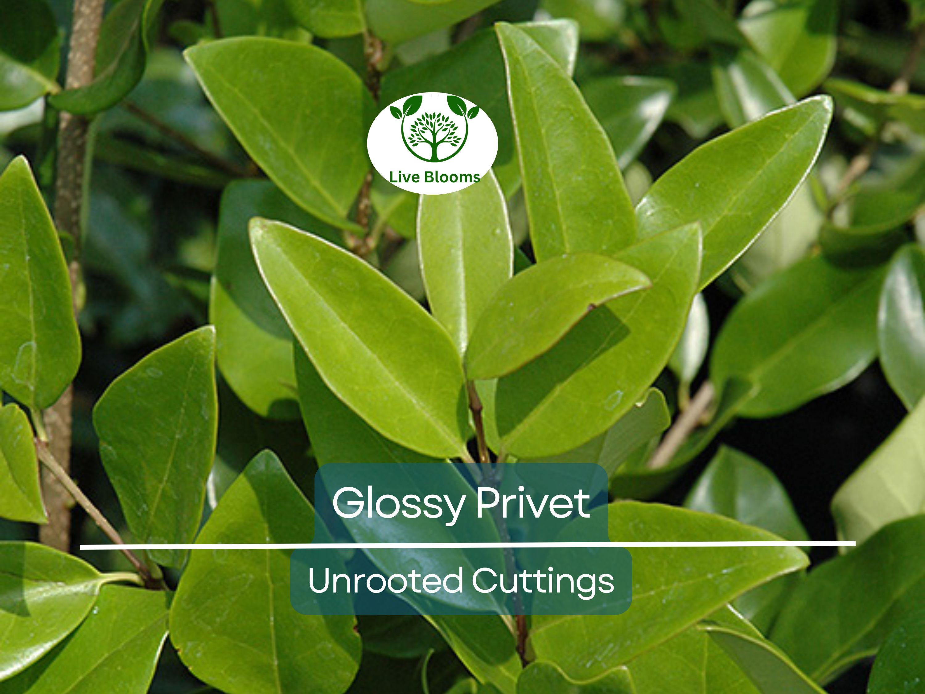20 Ligustrum Glossy Privet Unrooted Cuttings 8" Evergreen Privacy Hedge Waxleaf, Fast Growing, Dense Shrub for Fencing, Landscape Planting